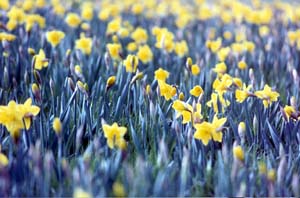 daffodils.jpg