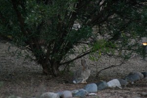 easy to see side of rabbit