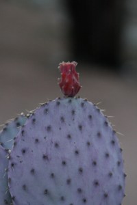 purple and red cactus