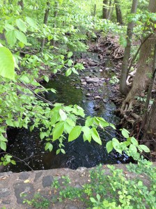a stream though the leaves