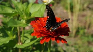 butterflu wings open