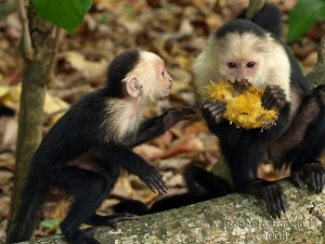 Capuchin monkey eating_3